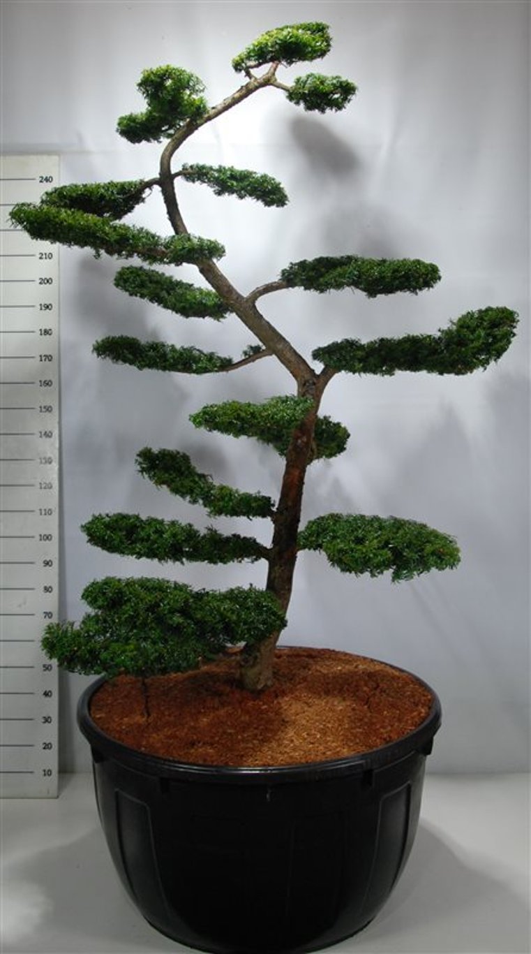Taxus b. 'Summergold' - 200-225 CM Bonsai Cont.